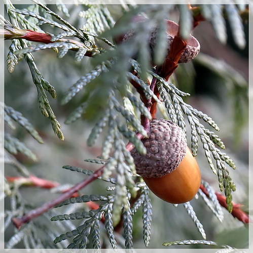 Yellow Cedar, Atlantic White Cedar, Eastern White Cedar, Swamp cedar, Cedrus Lycea, False White Ceda